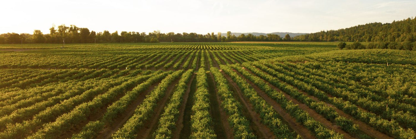 Agricultural Hoses, Hoses For Farms at JML Henderson