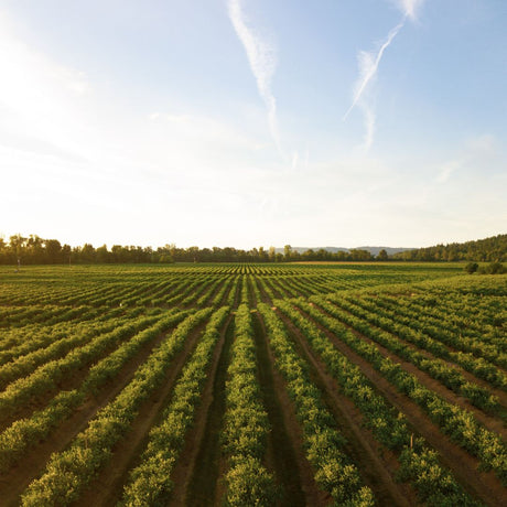 Agricultural Hoses, Hoses For Farms at JML Henderson